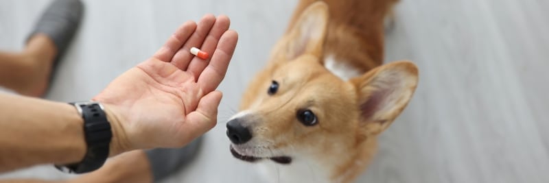 mano con medicamento para perros que compararon en una farmacia veterinaria