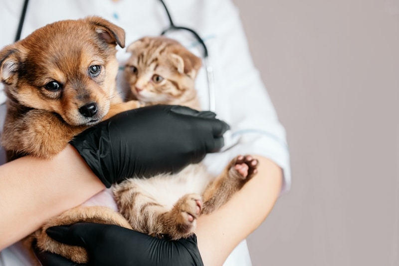 Veterinario en guantes negros con un perro y un gato en sus manos