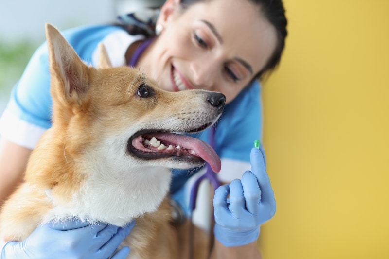 Médico veterinario sosteniendo una cápsula verde de medicamento frente a un perro en la farmacia veterinaria.