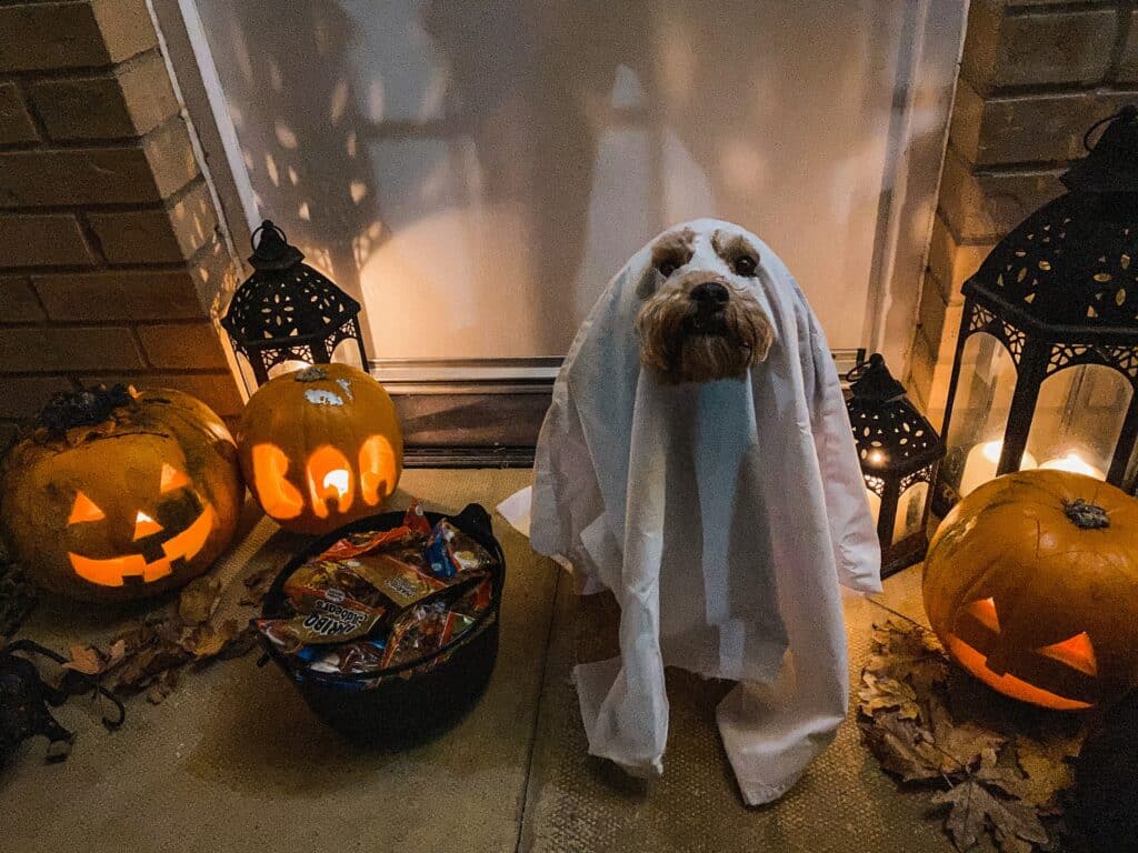 disfraces de perro para halloween