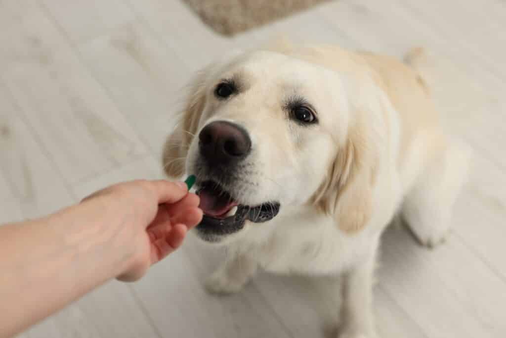 Se le puede dar paracetamol a un perro